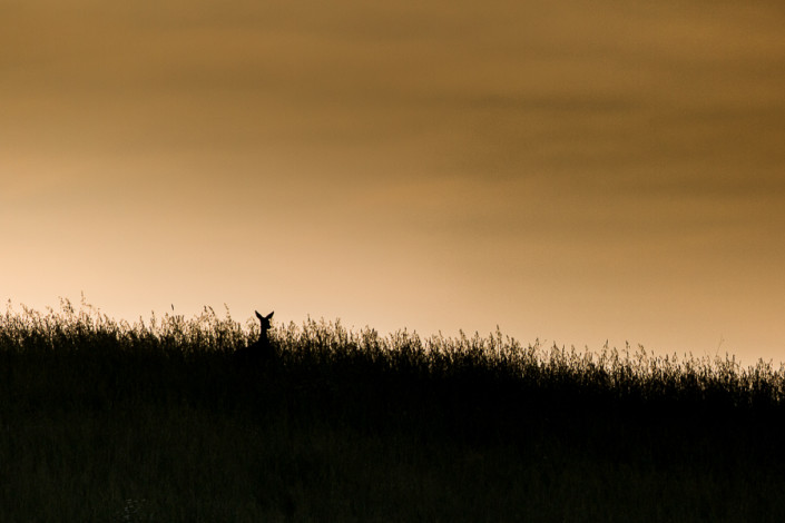 roe deer appennino marzabotto sunrise mammals bologna wildlife wildlife photography marco ronconi nature wildlife photographer fine art prints outdoor nobody canon 400 DO IS II appennino bolognese bologna fotografia naturalistica natura collina sentiero monte sole alba controluce nessuno mammiferi fine art stampa escursione mammiferi caccia fotografica