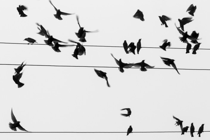 sturnus vulgaris starling birds minimalism minimal fine art prints marco ronconi wildlife photographer photography nature nobody art monochrome wildlife black white minimalism po delta albarella fine art natura venezia delta del po minimalismo storni movimento spartito musicale bianco nero monocromo escursione escursionismo