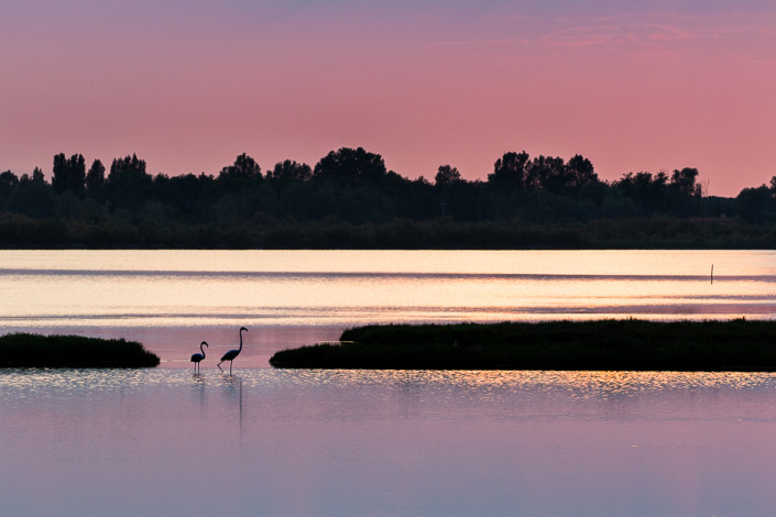 Phoenicopterus Linnaeus flamingos sunset in po delta venice marco ronconi wildlife photography nature landscape nobody fenicotteri al tramonto delta del po venezia natura fotografia naturalistica