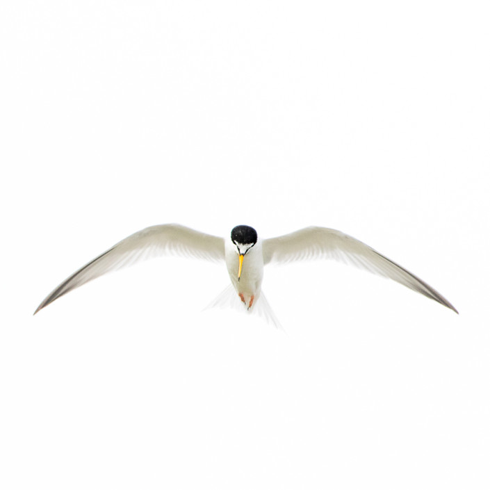 minimalism sternula albifrons birds po delta wildlife marco ronconi wildlife photographer nature venice fraticello in volo nel delta del po venezia natura