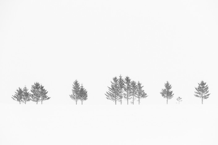 tree line in the snow hokkaido japan marco ronconi nature photography minimalistic alberi solitari nella neve hokkaido giappone marco ronconi fotografo natura fotografia naturalistica