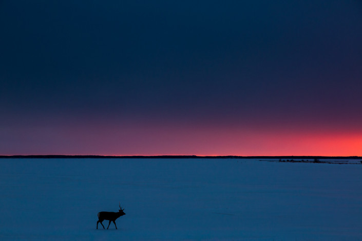 sika deer at twilight sunset hokkaido japan marco ronconi nature wildlife photography cervo al tramonto hokkaido giappone marco ronconi fotografo naturalista fotografia naturalistica hokkaido giappone