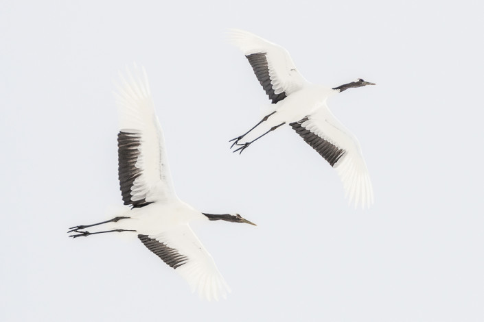 flying red crowned cranes kushiro hokkaido japan marco ronconi wildlife photography minimalism gru del giappone in volo hokkaido marco ronconi fotografo natura uccelli fotografia naturalistica