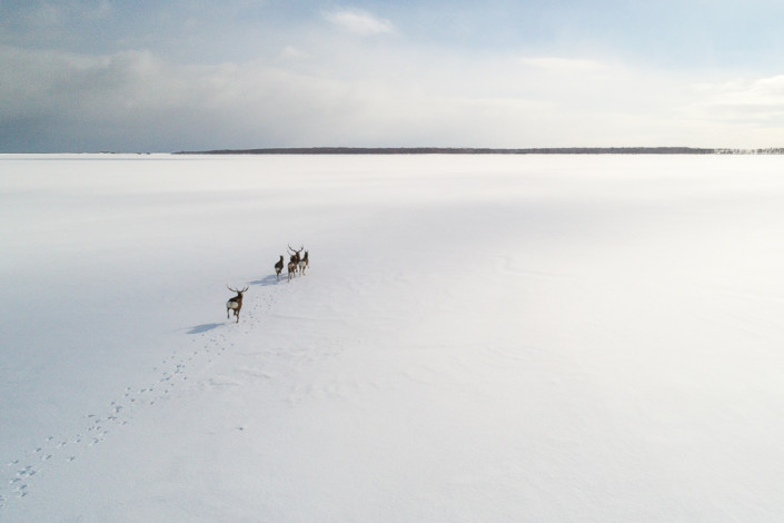 sika deers running on a frozen lake hokkaido japan marco ronconi nature wildlife photography cervi sika in corsa sul lago ghiacciato hokkaido marco ronconi fotografo natura naturalistica animali selvatici giappone