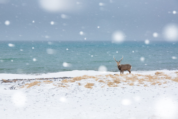 sika deer in the snowstorm hokkaido nemuro marco ronconi wildlife photography nature cervo nella tormenta nemuro hokkaido giappone marco ronconi fotografo natura fotografia naturalistica