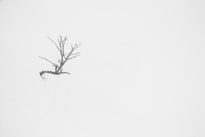 hokkaido lonely tree black white marco ronconi nature photography albero solitario hokkaido giappone bianco nero minimal