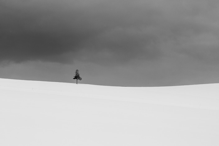 lonely tree in the snow hokkaido biei japan marco ronconi nature photographer albero solitario nella neve hokkaido biei giappone marco ronconi fotografo natura fotografia naturalistica minimalismo