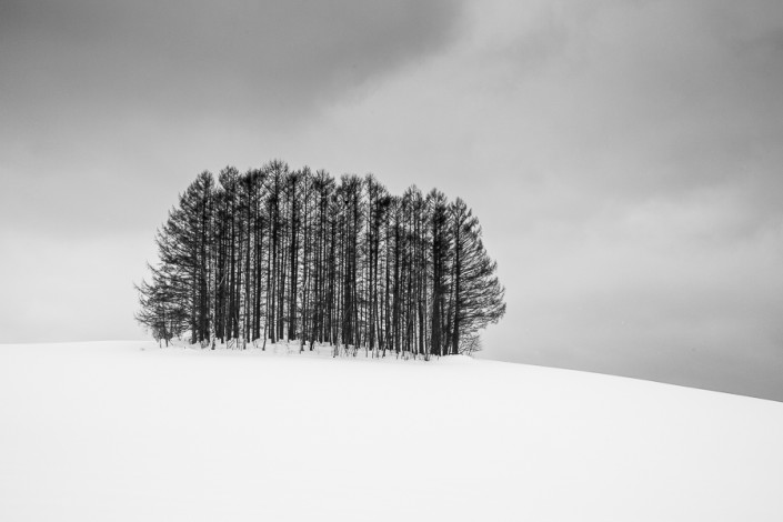 biei landscape trees hokkaido japan marco ronconi nature photohraphy paesaggio alberi biei hokkaido giappone minimalismo marco ronconi fotografo naturalistica natura