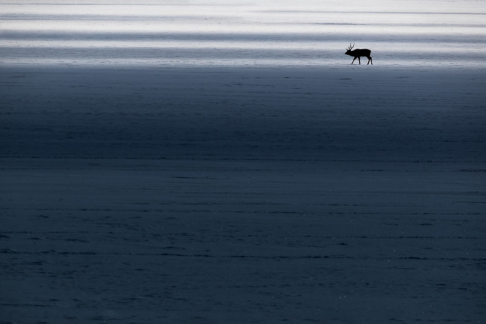 sika deer in light and shadows nemuro hokkaido marco ronconi nature wildlife photography cervo sika alba hokkaido nemuro giappone marco ronconi fotografo natura fotografia naturalistica