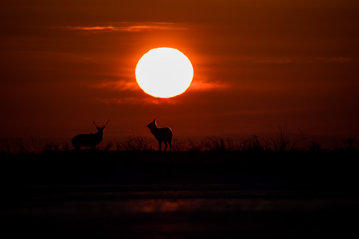 Sika deer sunset nemuro hokkaido japan marcoronconi wildlife photography cervi sika al tramonto fotografia naturalistica giappone hokkaido marco ronconi fotografo selvatico selvaggio natura