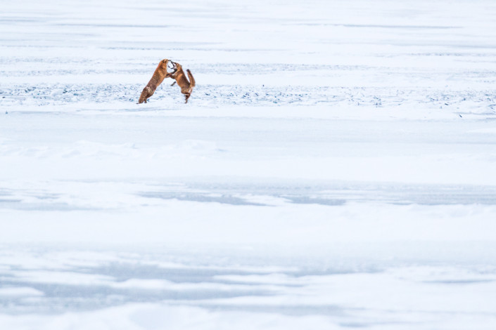 fighting foxes hokkaido kussharo lake japan marco ronconi wildlife photography minimal art lotta tra volpi hokkaido lago kussharo giappone fotografia naturalistica natura selavaggio selvatico