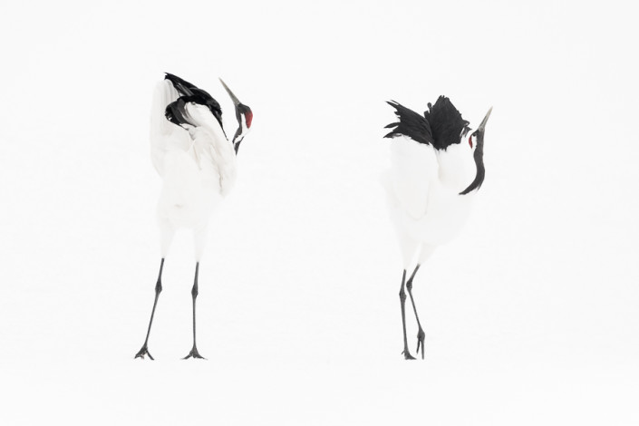 red crowned cranes dancing hokkaido kushiro marco ronconi wildlife photography minimalistic minimal gru del giappone danza marco ronconi fotografia naturalistica selvaggio selvatico natura hokkaido giappone