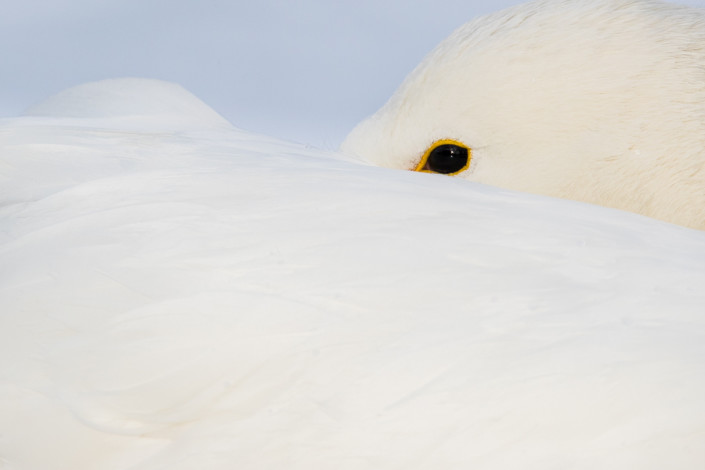 whooper swan closeup hokkaido marco ronconi nature wildlife photography kussharo cigno selvatico dettaglio marco ronconi fotografia naturalistica giappone hokkaido lago kussharo tour hokkaido