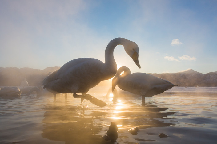 whooper swans at sunrise lake kussharo hokkaido marco ronconi nature wildlife photographer cigni selvatici alba lago kussharo hokkaido marco ronconi fotografo natura fotografia naturalistica
