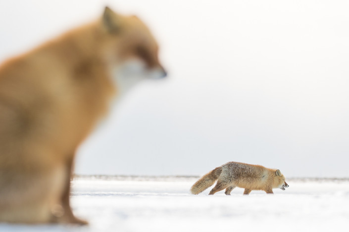 two foxes on the snow hokkaido nemuro japan marco ronconi nature wildlife photographer due volpi nella neve hokkaido giappone marco ronconi nature wildlife photographer volpi nella neve hokkaido giappone marco ronconi fotografo fotografia naturalistica