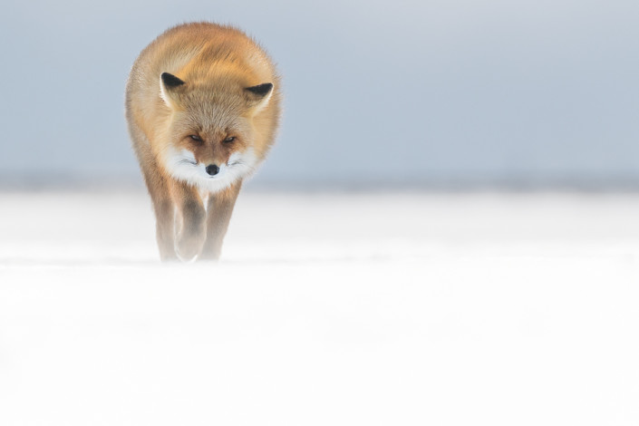 red fox walking on ice hokkaido nemuro hokkaido marco ronconi wildlife photography volpe rossa sul ghiaccio hokkaido marco ronconi fotografo natura fotografia naturalistica hokkaido giappone
