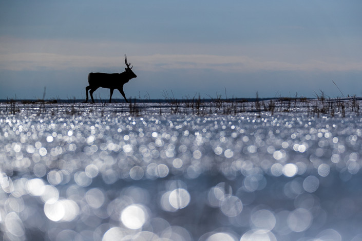 sika deer on a frozen lake hokkaido notsuke peninsula marco ronconi wildlife photography cervo sika sul lago ghiacciato hokkaido penisola di notsuke bokeh marco ronconi fotografia naturalistica natura selvaggio selvatico giappone