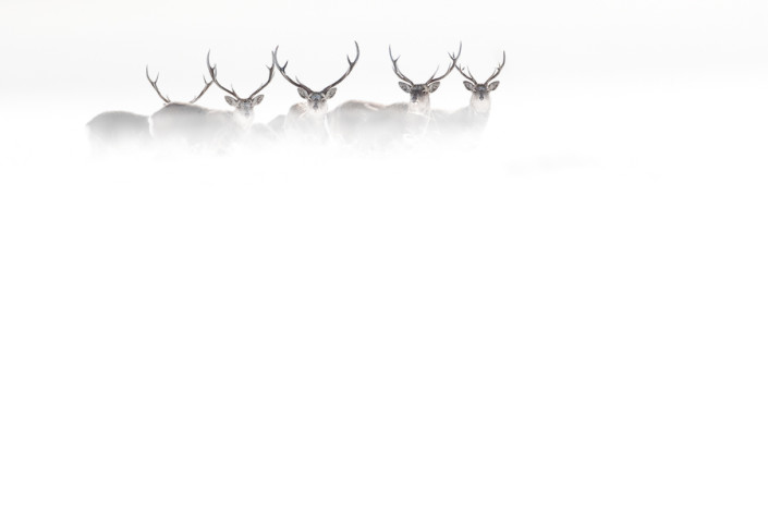 sika deers in the storm hokkaido nemuro marco ronconi wildlife nature photography cervi sika nella tormenta hokkaido giappone fotografia naturalistica