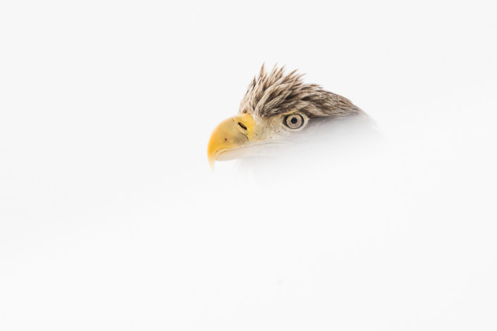 white tailed eagle portrait hokkaido rausu marco ronconi wildlife nature photography aquila di mare coda bianca hokkaido giappone marco ronconi fotografia naturalistica natura selvatico selvaggio