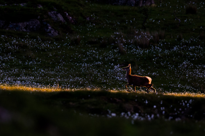 backlit deer mull island scotland hebrides marco ronconi nature wildlife photographer cervo controluce isola di mull scozia marco ronconi fotografo natura fotografia naturalistica