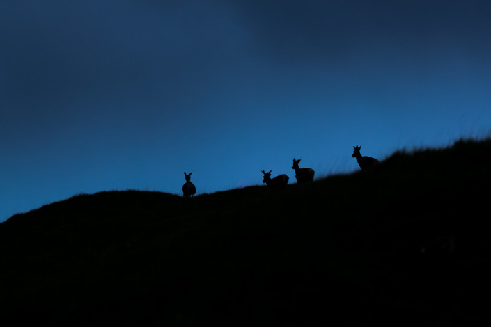 deers at blue hour scotland mull island marco ronconi nature wildlife photography cervi al crepuscolo isola di mull ebridi scozia marco ronconi fotografo natura naturalistica animali