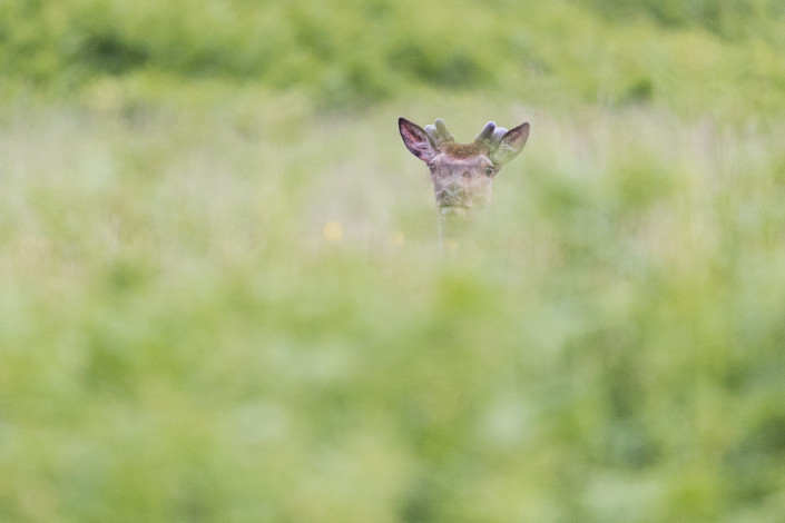 deer in green mull island scotland hebrides marco ronconi wildlife nature photography cervo nel verde isola di mull scozia marco ronconi fotografo natura fotografia naturalistica sigma 500f4 sport