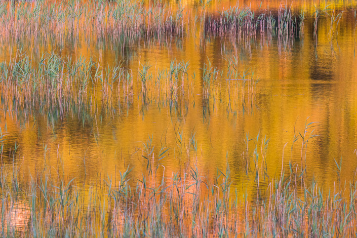 golden reflections mull island hebrides scotland marco ronconi nature wildlife photography riflessi dorati isola di mull scozia ebridi marco ronconi fotografo fotografia naturalistica natura sigma 500f4 sport