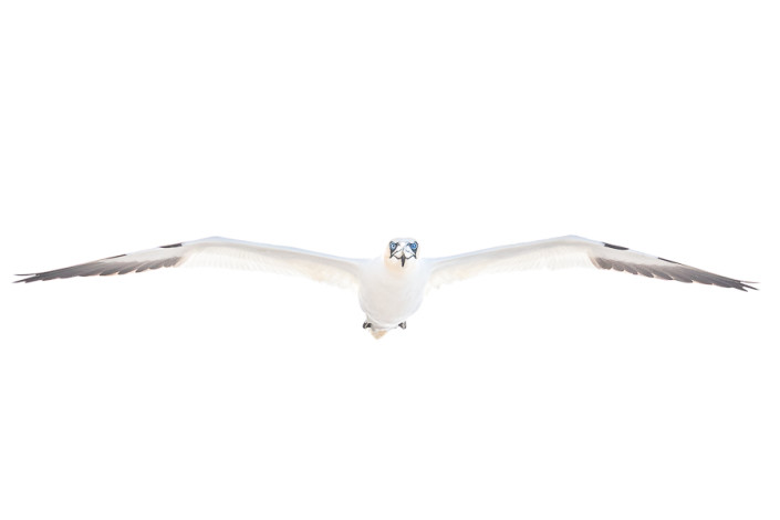 nothern gannet in flight white on white bassrock scotland marco ronconi nature wildlife photography sula isola di bassrock scozia marco ronconi fotografia naturalistica natura minimalismo sigma 500f4 sport