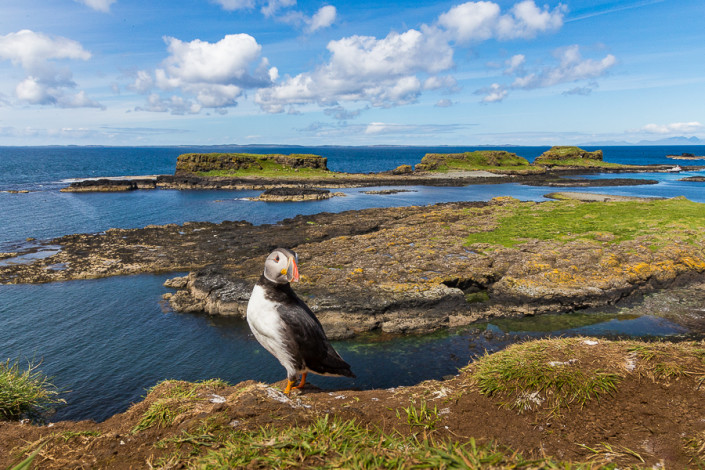 atlantic puffin panorama lunga island hebrides scotland marco ronconi willife nature photograhy pulcinella di mare panorama isola di lunga ebridi scozia marco ronconi fotografo natura fotografia naturalistica sigma 24105 art