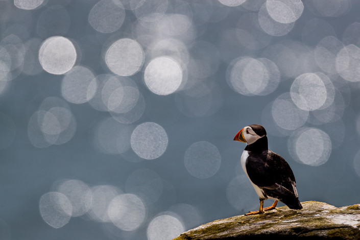 backlit puffin bokeh farne island scotland marco ronconi nature wildlife photography pulcinella di mare controluce bokeh marco ronconi fotografo di natura fotografia naturalistica isole farne scozia sigma500f4 sport