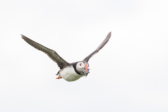 puffin in flight with fishes farne island scotland marco ronconi nature wildlife photography pulcinella di mare in volo isole farne scozia marco ronconi fotografo natura fotografia naturalistica sigma 500f4sport