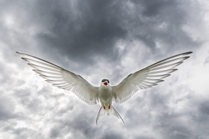tern in flight clouds farne island scotland marco ronconi nature wildlife photography sterna in volo isole farne marco ronconi fotografo natura fotografia naturalistica